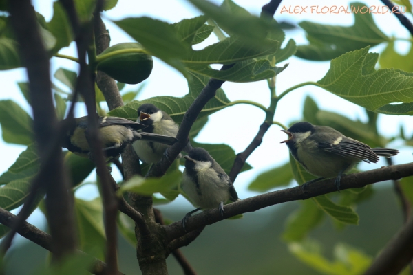 Parus major
Ключевые слова: Parus major