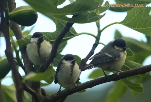 Parus major
Ключевые слова: Parus major