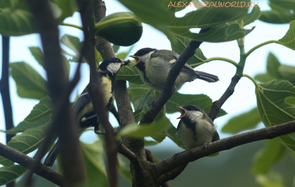 Parus major
Ключевые слова: Parus major