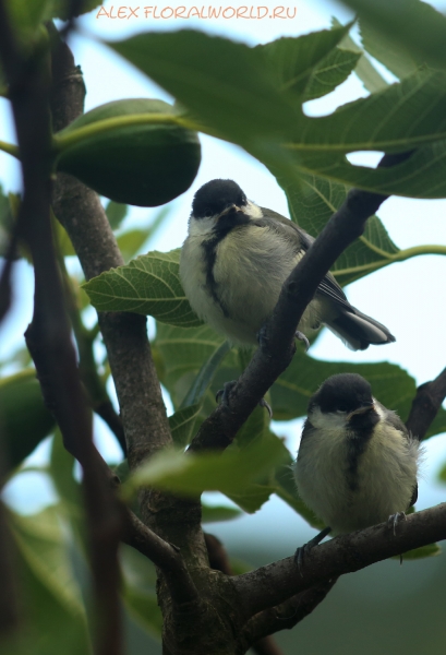 Parus major
Ключевые слова: Parus major