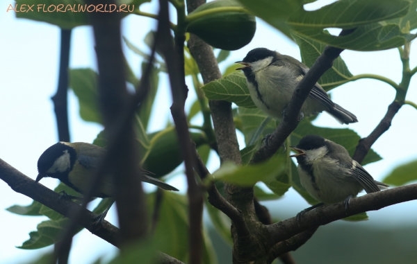 Parus major
Ключевые слова: Parus major