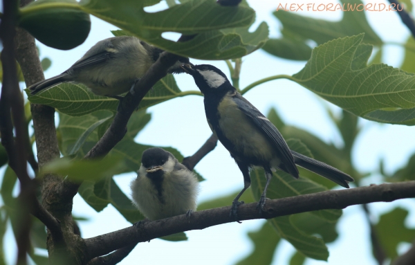 Parus major
Ключевые слова: Parus major