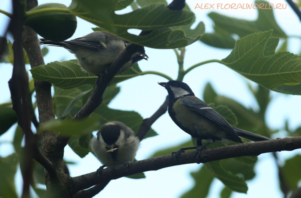 Parus major
Ключевые слова: Parus major