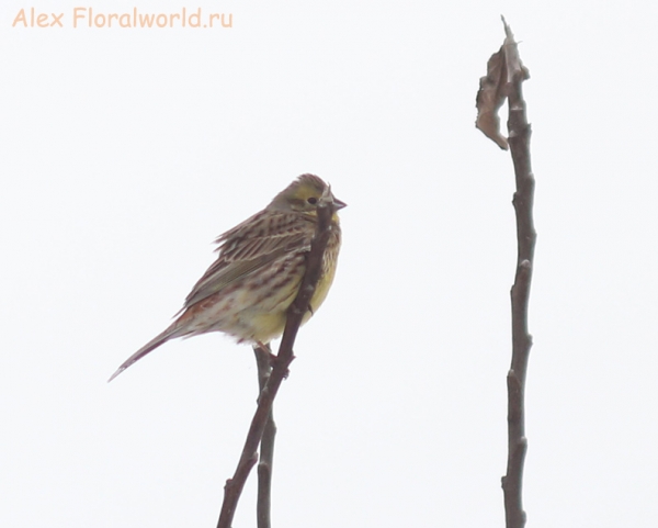  Emberiza citrinella
Ключевые слова: Emberiza citrinella