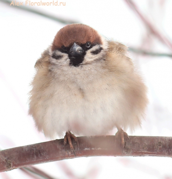 Passer montanus
Ключевые слова: Passer montanus