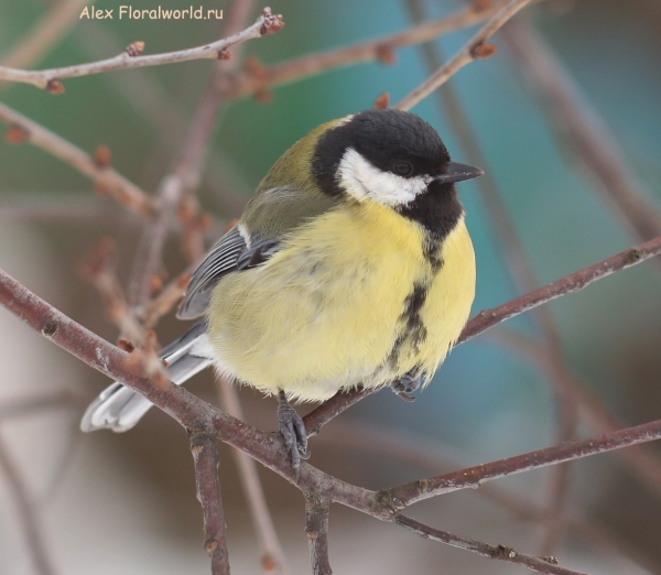 Parus major
Ключевые слова: Parus major