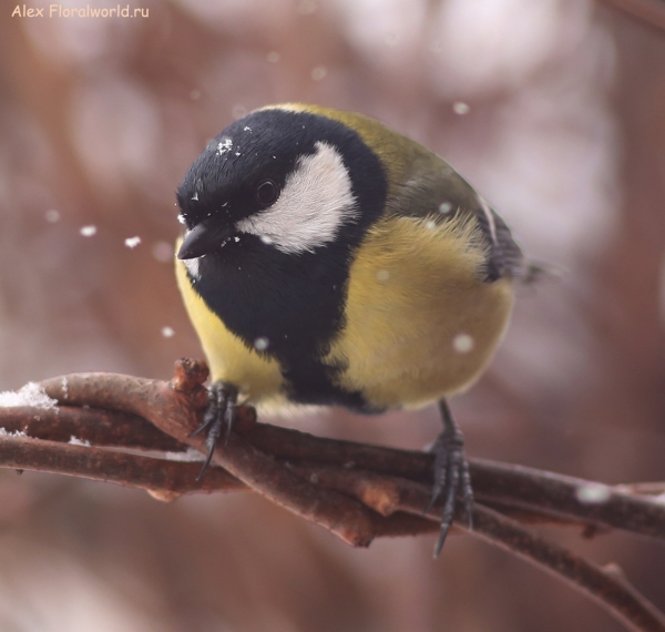 Parus major
Ключевые слова: Parus major