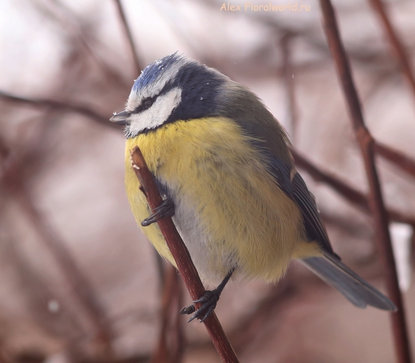 Parus caeruleus
Ключевые слова: Parus caeruleus