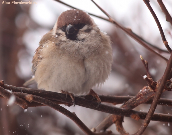 Passer montanus
Ключевые слова: Passer montanus