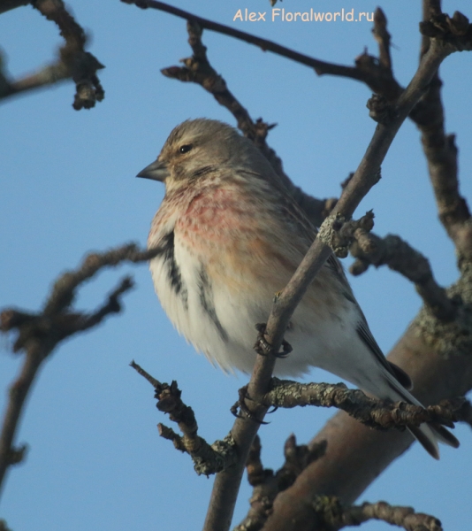 Carduelis cannabina
Ключевые слова: Carduelis cannabina