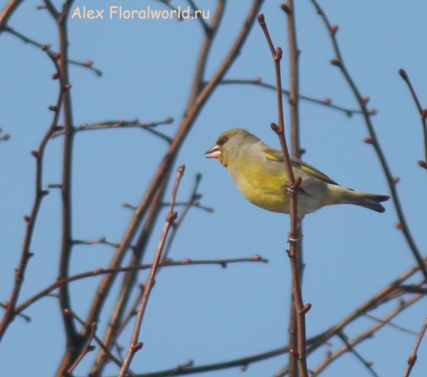 Carduelis chloris
Ключевые слова: Carduelis chloris