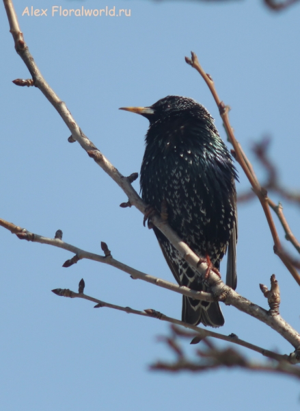 Sturnus vulgaris
Ключевые слова: Sturnus vulgaris