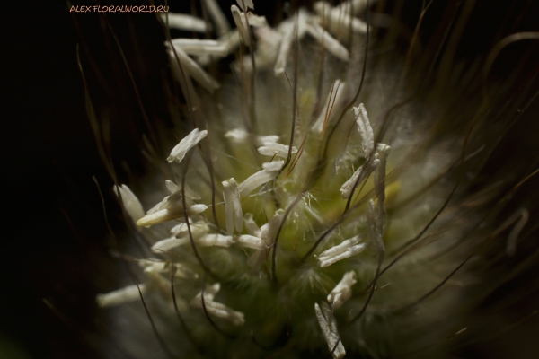 Lagurus ovatus
Ключевые слова: Lagurus ovatus