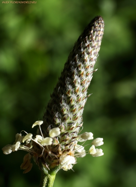 Plantago
Ключевые слова: Plantago