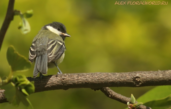 Parus major
Ключевые слова: Parus major