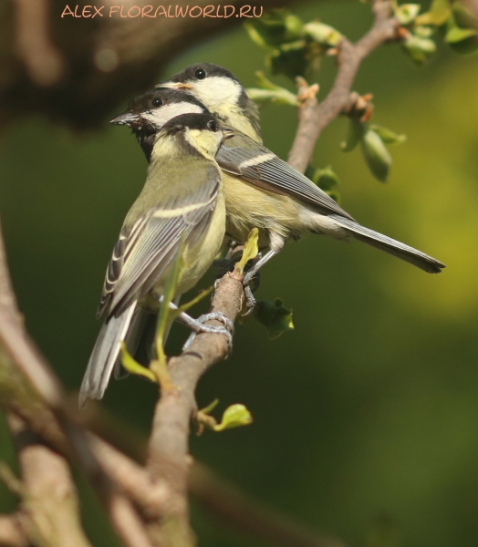 Parus major
Ключевые слова: Parus major