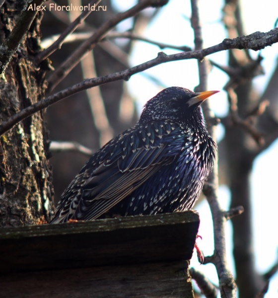 Sturnus vulgaris
Ключевые слова: Sturnus vulgaris