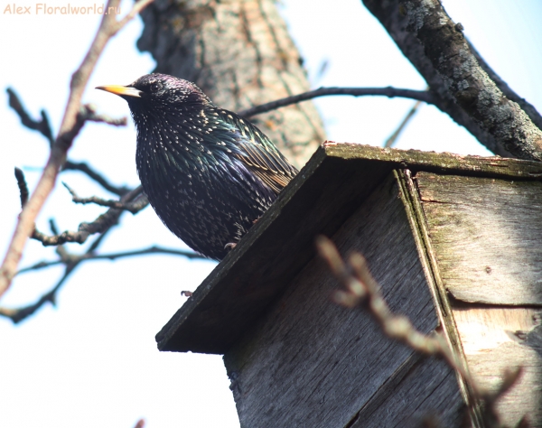Sturnus vulgaris
Ключевые слова: Sturnus vulgaris