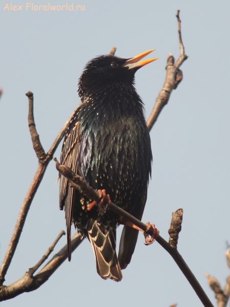 Sturnus vulgaris
Ключевые слова: Sturnus vulgaris