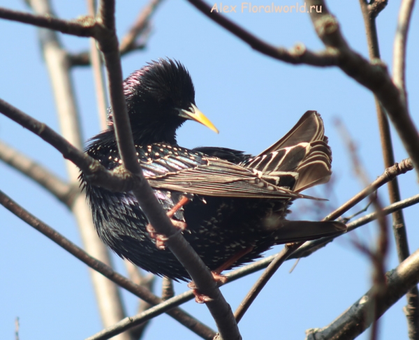 Sturnus vulgaris
Ключевые слова: Sturnus vulgaris