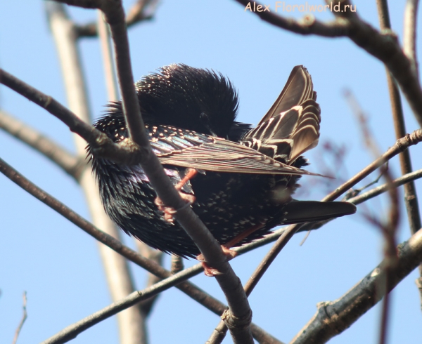 Sturnus vulgaris
Ключевые слова: Sturnus vulgaris