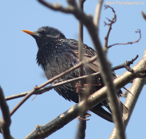 Sturnus vulgaris
Ключевые слова: Sturnus vulgaris