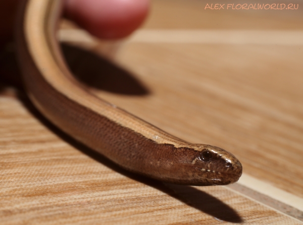 Anguis fragilis
Ключевые слова: Anguis fragilis