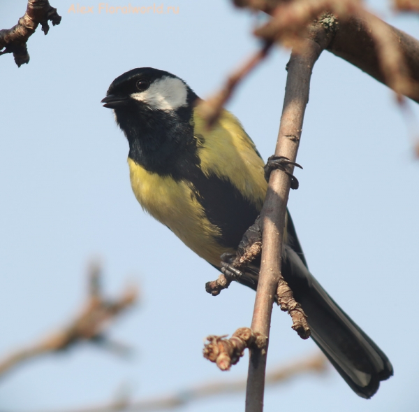 Parus major
Ключевые слова: Parus major