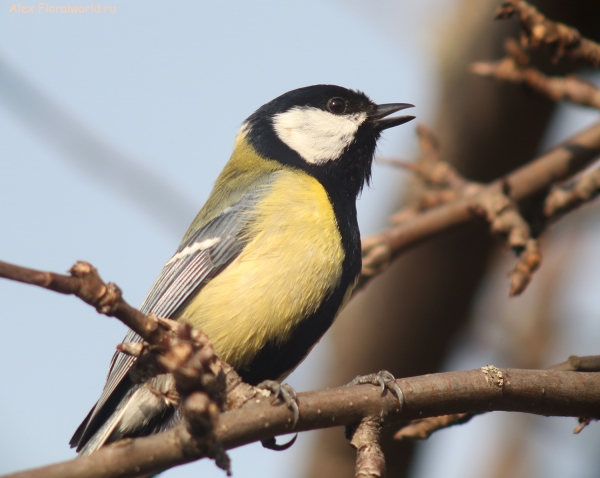 Parus major
Ключевые слова: Parus major