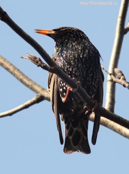 Sturnus vulgaris
Ключевые слова: Sturnus vulgaris