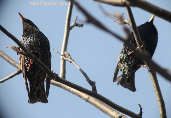 Sturnus vulgaris
Ключевые слова: Sturnus vulgaris