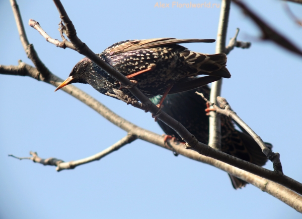 Sturnus vulgaris
Ключевые слова: Sturnus vulgaris