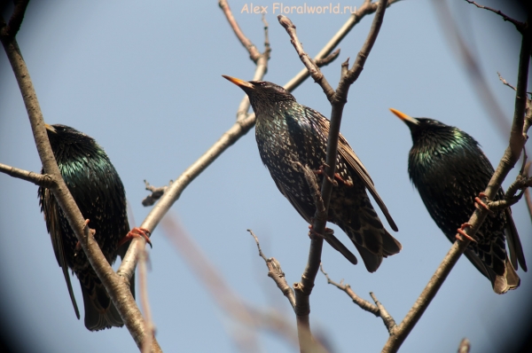 Sturnus vulgaris
Ключевые слова: Sturnus vulgaris