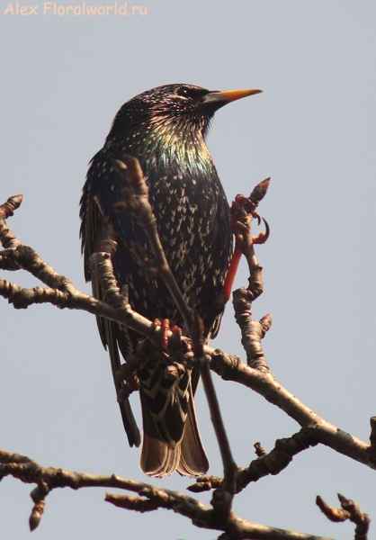 Sturnus vulgaris
Ключевые слова: Sturnus vulgaris