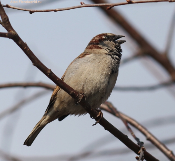 Passer domesticus
Ключевые слова: Passer domesticus