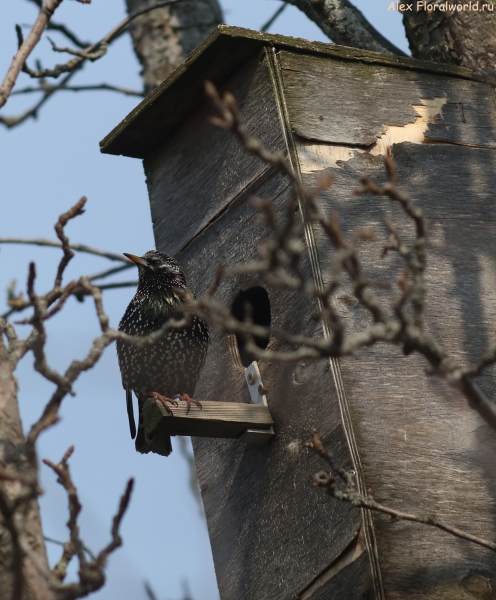 Sturnus vulgaris
Ключевые слова: Sturnus vulgaris