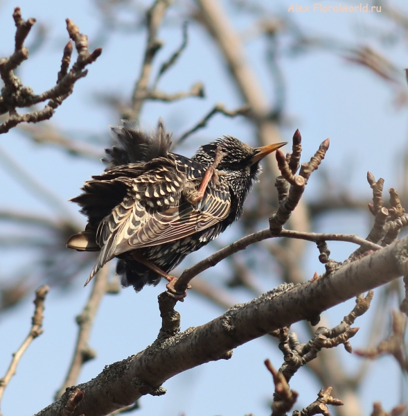 Sturnus vulgaris
Ключевые слова: Sturnus vulgaris