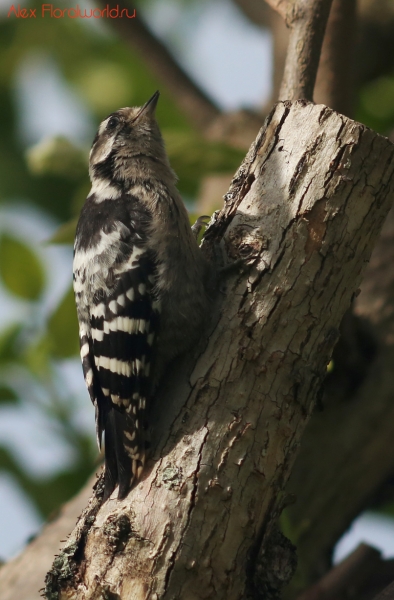 Dendrocopos minor colchicus
Ключевые слова: Dendrocopos minor colchicus