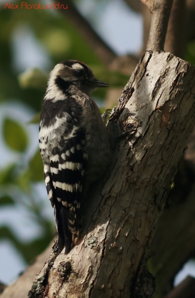 Dendrocopos minor colchicus
Ключевые слова: Dendrocopos minor colchicus