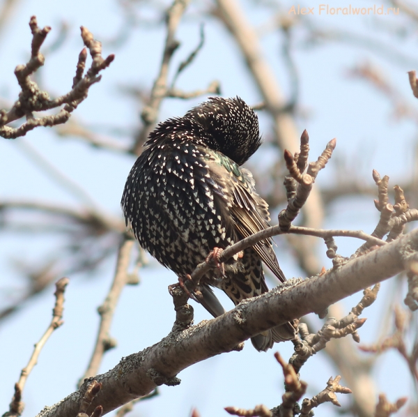 Sturnus vulgaris
Ключевые слова: Sturnus vulgaris