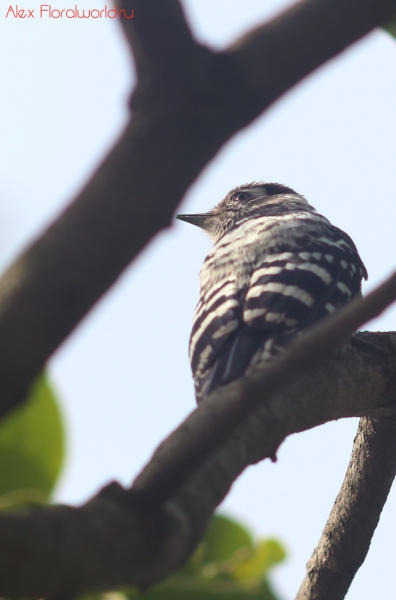 Dendrocopos minor colchicus
Ключевые слова: Dendrocopos minor colchicus