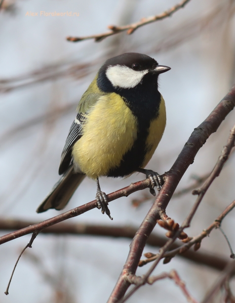 Parus major
Ключевые слова: Parus major