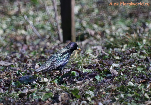 Sturnus vulgaris
Ключевые слова: Sturnus vulgaris