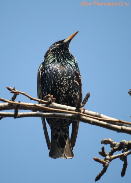 Sturnus vulgaris
Ключевые слова: Sturnus vulgaris