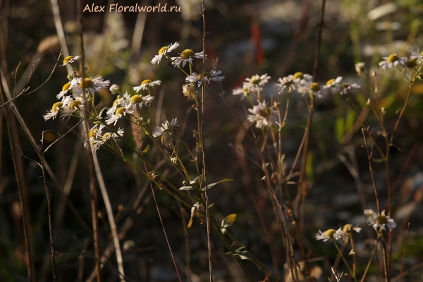 Erigeron annuus
Ключевые слова: Erigeron annuus