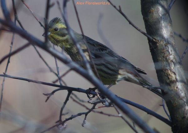 Emberiza citrinella
Ключевые слова: Emberiza citrinella