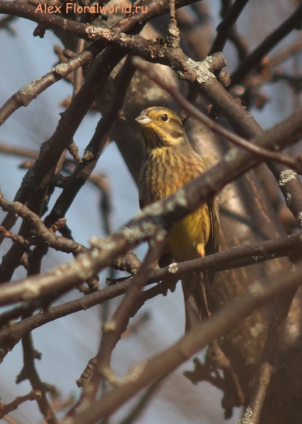 Emberiza citrinella
Ключевые слова: Emberiza citrinella