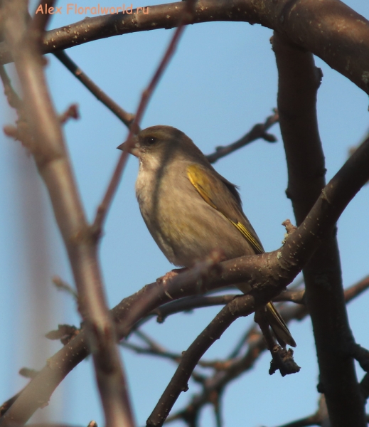 Carduelis chloris
Ключевые слова: Carduelis chloris