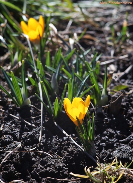 Crocus
Ключевые слова: Crocus