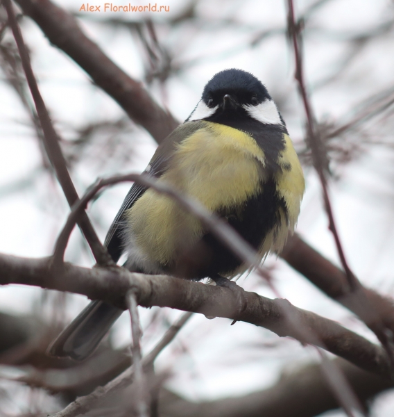 Parus major
Ключевые слова: Parus major